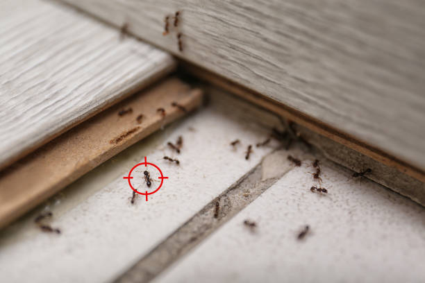 Best Commercial Pest Control Services  in San Francisco, CA