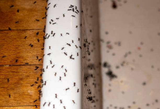 Spider Control Near Me in San Francisco, CA