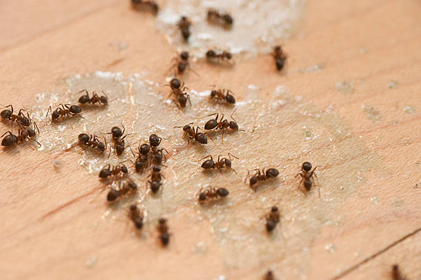 Best Emergency Pest Control  in San Francisco, CA